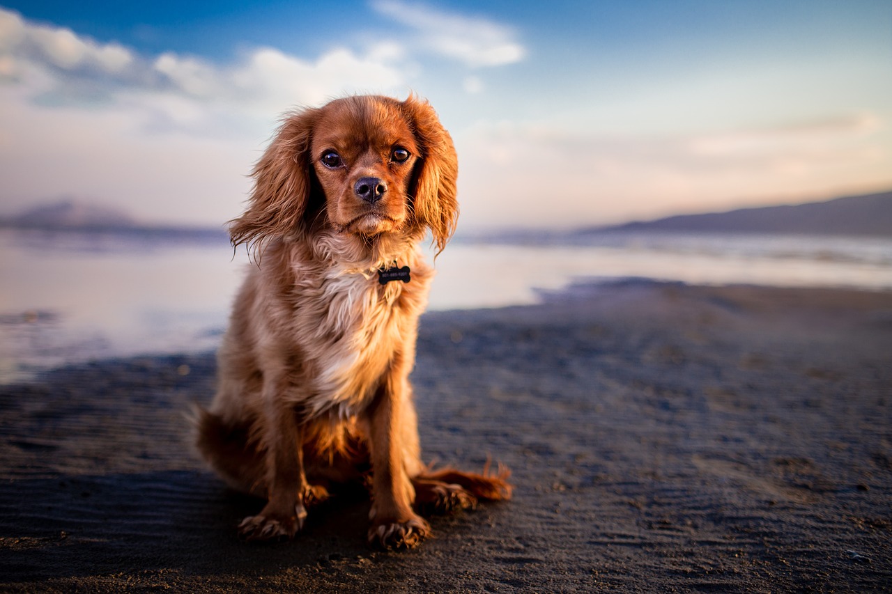 The Best Places for Pet Owners to Network While Traveling